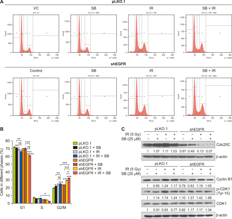 Silibinin Radiosensitizes EGF Receptor-knockdown Prostate Cancer Cells by Attenuating DNA Repair Pathways.