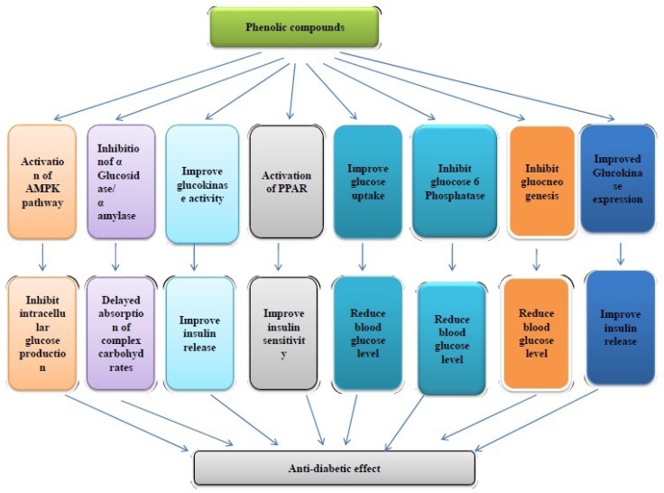 An Overview on Plant Derived Phenolic Compounds and Their Role in Treatment and Management of Diabetes.