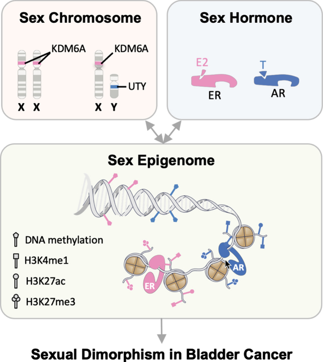 Mechanism of Sex Differences in Bladder Cancer: Evident and Elusive Sex-biasing Factors.