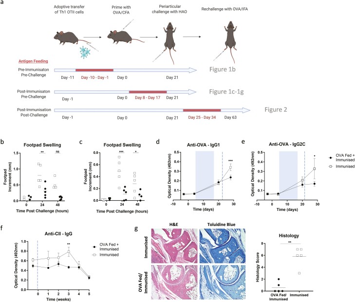 Orally administered antigen can reduce or exacerbate pathology in an animal model of inflammatory arthritis dependent upon the timing of administration.