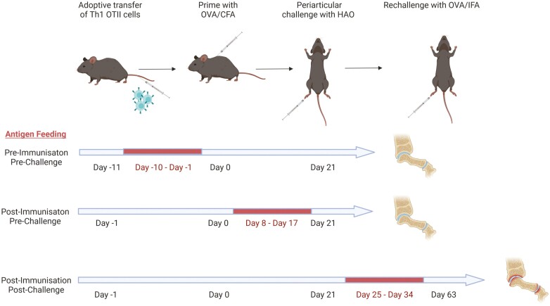 Orally administered antigen can reduce or exacerbate pathology in an animal model of inflammatory arthritis dependent upon the timing of administration.