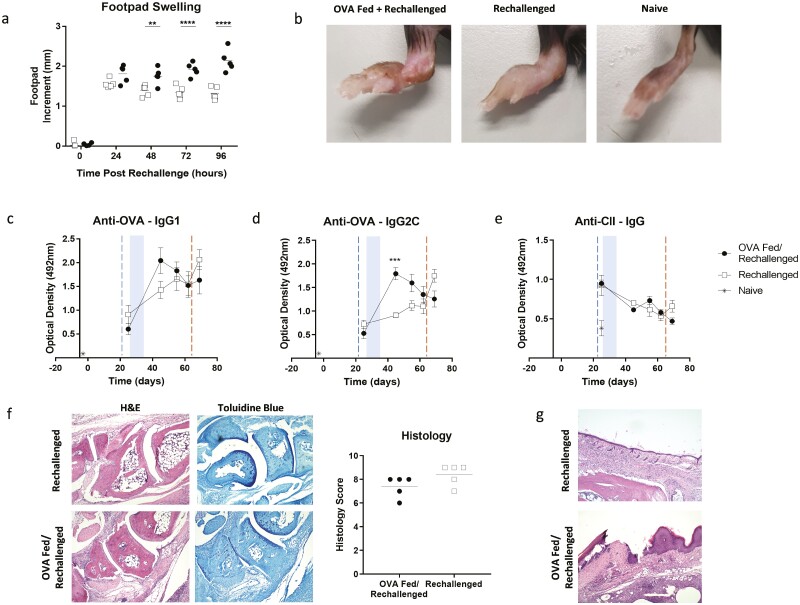 Orally administered antigen can reduce or exacerbate pathology in an animal model of inflammatory arthritis dependent upon the timing of administration.