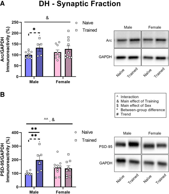 Sex differences in training-induced activity of the ubiquitin proteasome system in the dorsal hippocampus and medial prefrontal cortex of male and female mice.