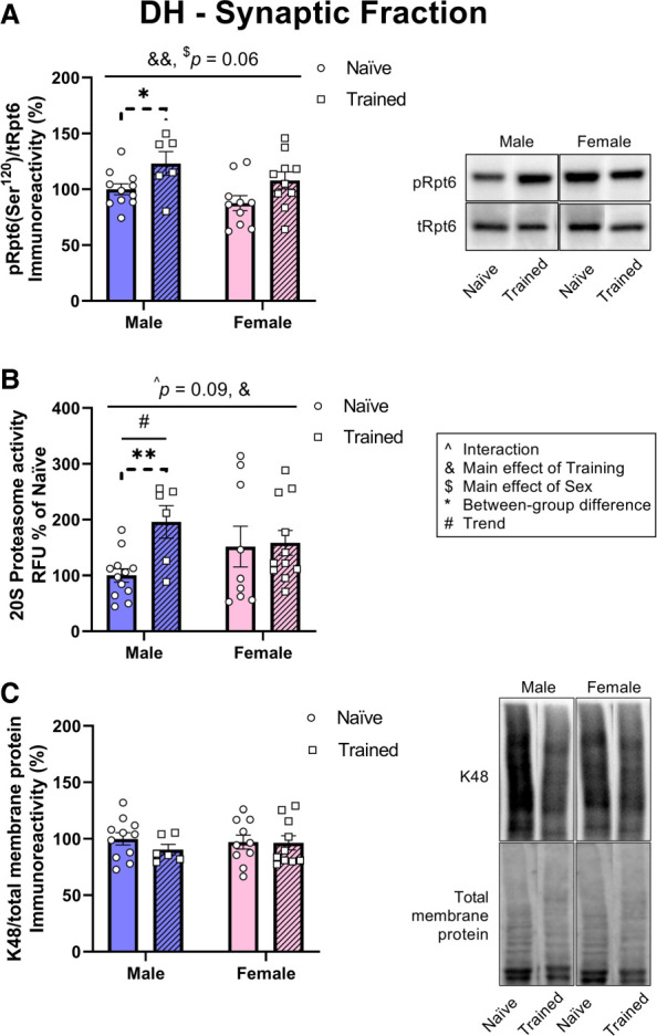 Sex differences in training-induced activity of the ubiquitin proteasome system in the dorsal hippocampus and medial prefrontal cortex of male and female mice.