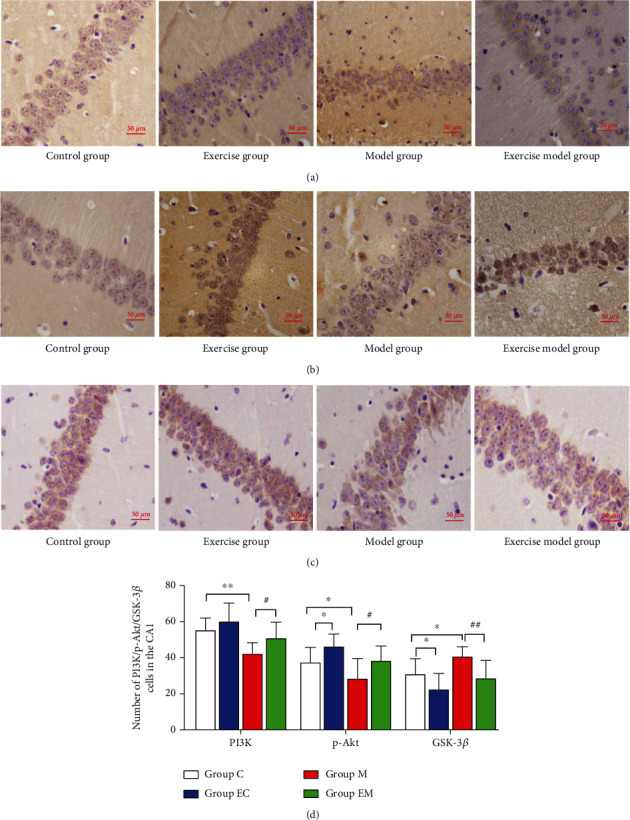 Aerobic Exercise Regulates Apoptosis through the PI3K/Akt/GSK-3<i>β</i> Signaling Pathway to Improve Cognitive Impairment in Alzheimer's Disease Mice.