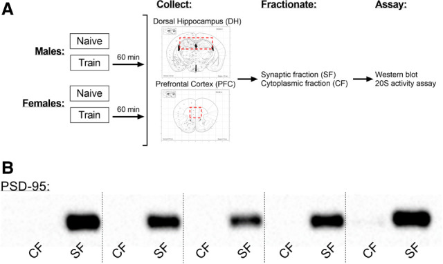 Sex differences in training-induced activity of the ubiquitin proteasome system in the dorsal hippocampus and medial prefrontal cortex of male and female mice.