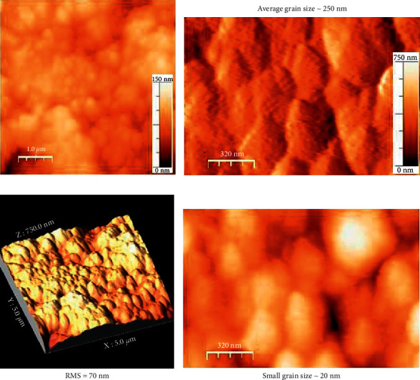 Toxicity Analysis of Hybrid Nanodiamond/Fe<sub>3</sub>O<sub>4</sub> Nanoparticles on <i>Allium cepa</i> L.