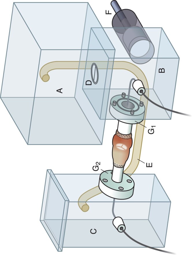 Trileaflet semilunar valve reconstruction: pulsatile in vitro evaluation.