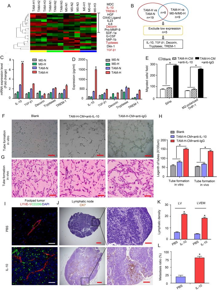 Correction: A novel lymphatic pattern promotes metastasis of cervical cancer in a hypoxic tumour-associated macrophage-dependent manner