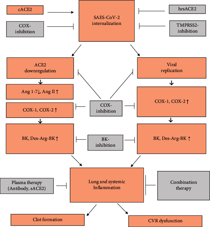 Therapeutic Approaches in COVID-19 Patients: The Role of the Renin-Angiotensin System.