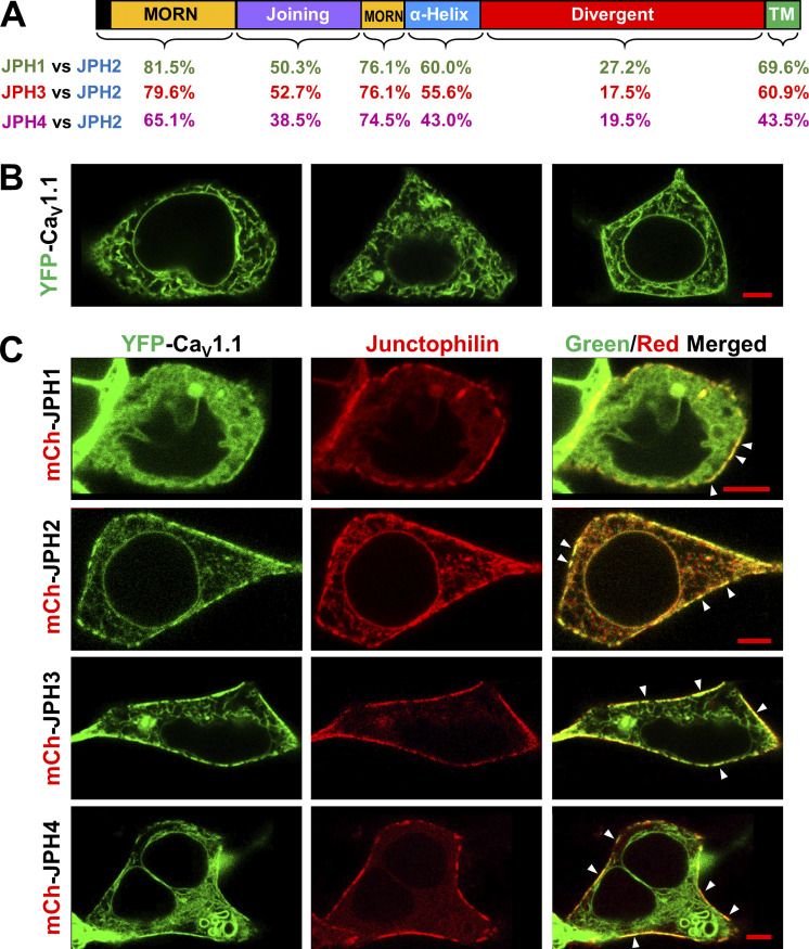 Junctophilins 1, 2, and 3 all support voltage-induced Ca2+ release despite considerable divergence.