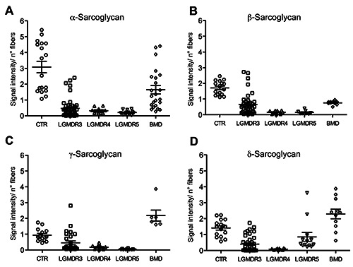 Immunofluorescence signal intensity measurements as a semi-quantitative tool to assess sarcoglycan complex expression in muscle biopsy.