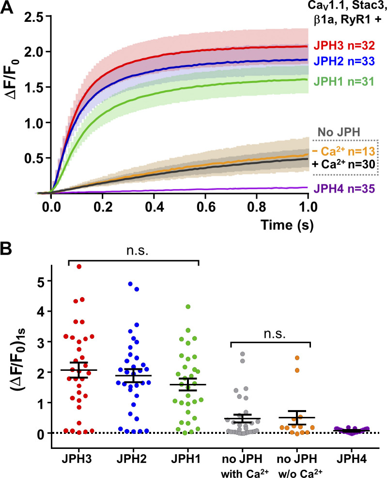 Junctophilins 1, 2, and 3 all support voltage-induced Ca2+ release despite considerable divergence.