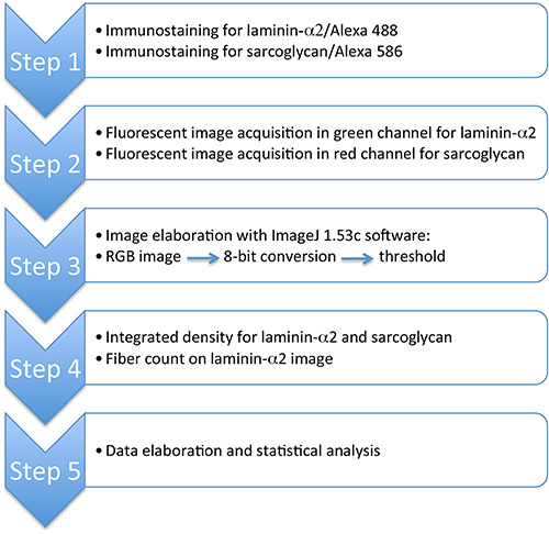 Immunofluorescence signal intensity measurements as a semi-quantitative tool to assess sarcoglycan complex expression in muscle biopsy.