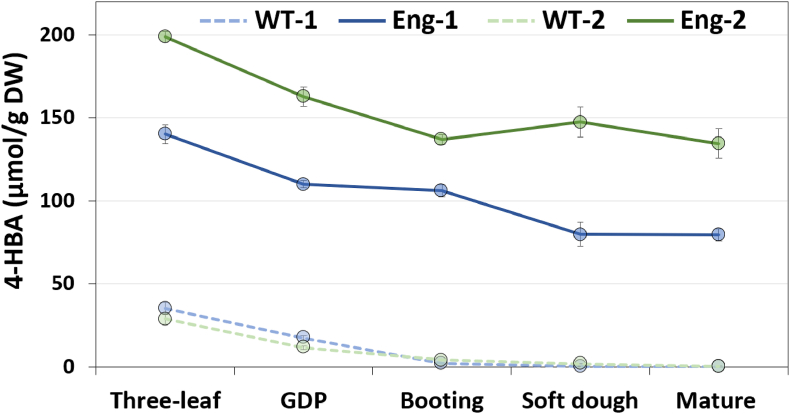 Engineering sorghum for higher 4-hydroxybenzoic acid content