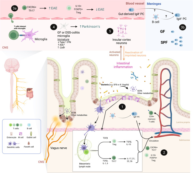 Gut instincts in neuroimmunity from the eighteenth to twenty-first centuries.