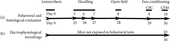 Progression in Time of Dentate Gyrus Granule Cell Layer Widening due to Excitotoxicity Occurs along In Vivo LTP Reinstatement and Contextual Fear Memory Recovery.