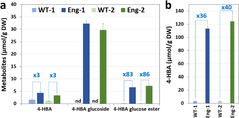 Engineering sorghum for higher 4-hydroxybenzoic acid content