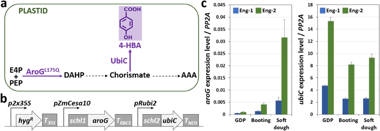 Engineering sorghum for higher 4-hydroxybenzoic acid content