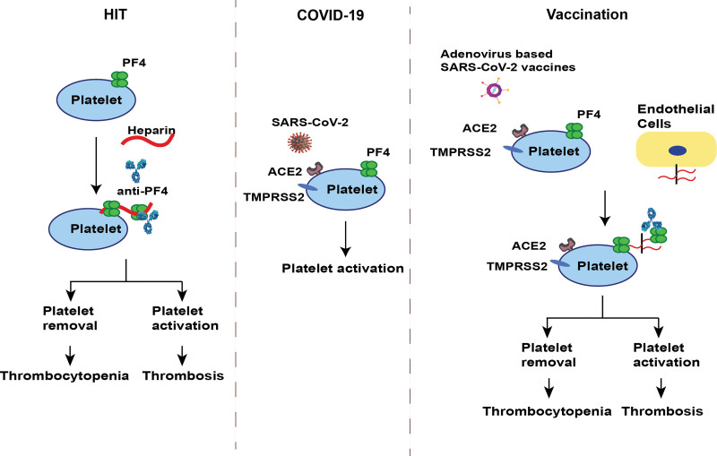 Thrombosis after SARS-CoV2 infection or COVID-19 vaccination: will a nonpathologic anti-PF4 antibody be a solution?-A narrative review.