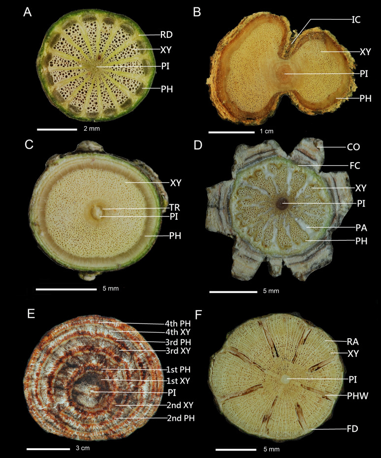 Stem cambial variants of Taiwan lianas.