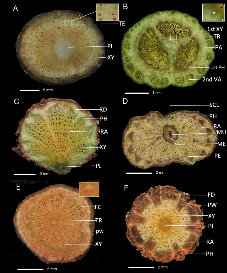 Stem cambial variants of Taiwan lianas.