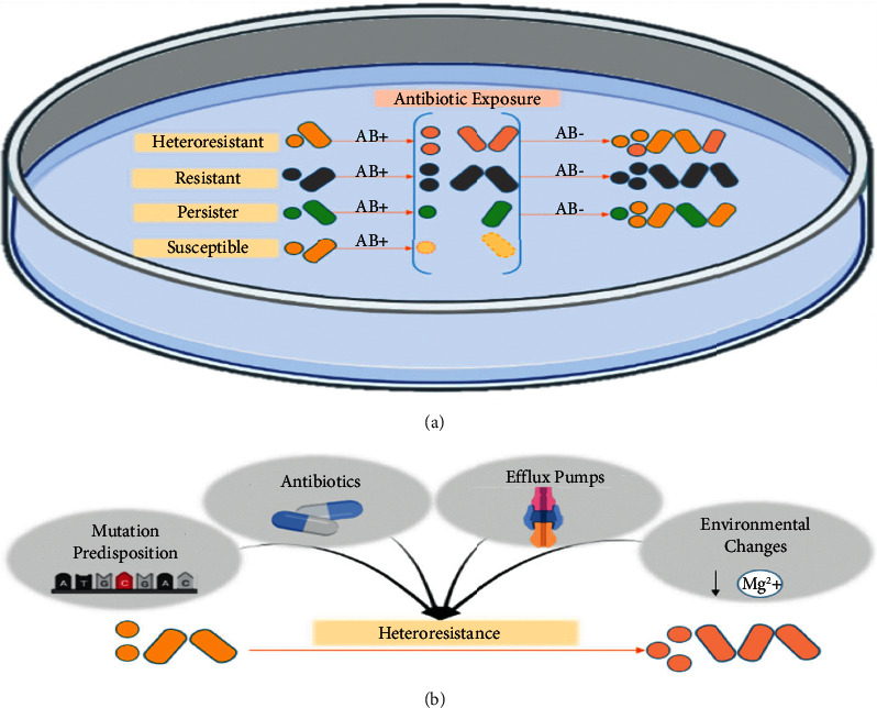 Relationships between Efflux Pumps and Emergence of Heteroresistance: A Comprehensive Study on the Current Findings.