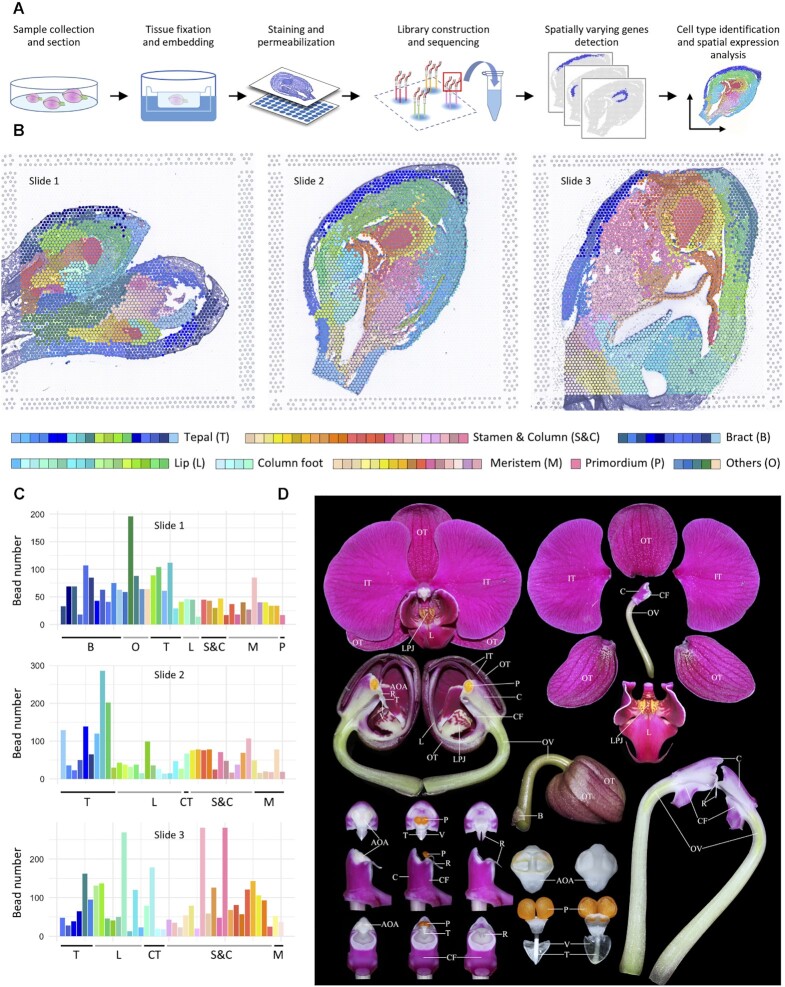 A spatiotemporal atlas of organogenesis in the development of orchid flowers.