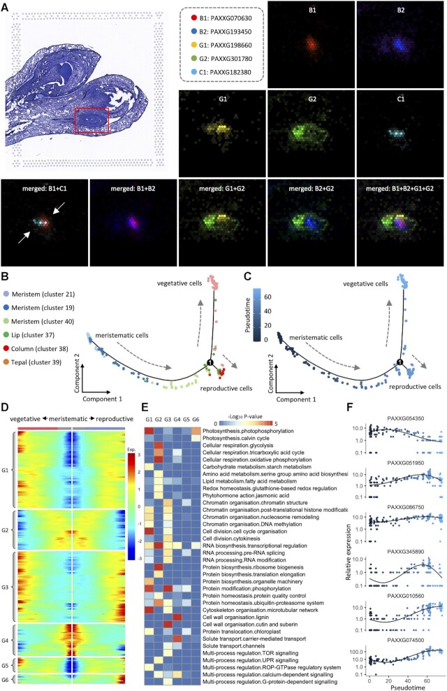 A spatiotemporal atlas of organogenesis in the development of orchid flowers.