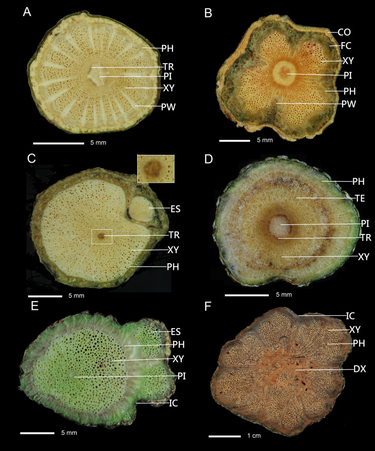 Stem cambial variants of Taiwan lianas.