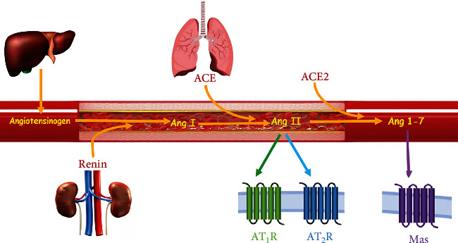 Sex Difference in MasR Expression and Functions in the Renal System.