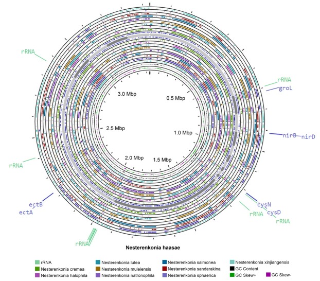 Comparative Genome Analysis of a Novel Alkaliphilic Actinobacterial Species <i>Nesterenkonia haasae</i>.