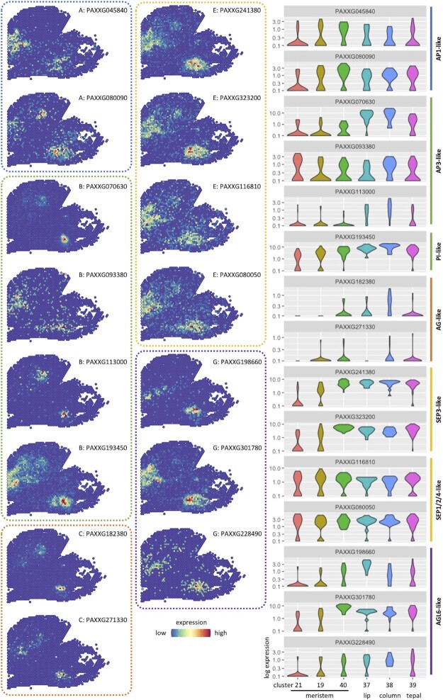 A spatiotemporal atlas of organogenesis in the development of orchid flowers.