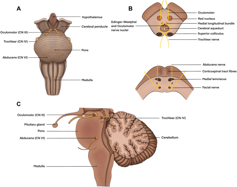 Eye Movement Abnormalities in Glaucoma Patients: A Review.