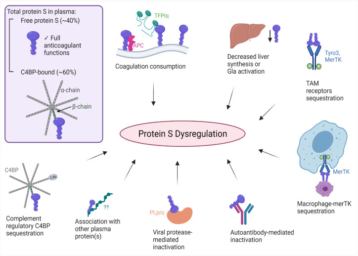 Dysregulation of Protein S in COVID-19