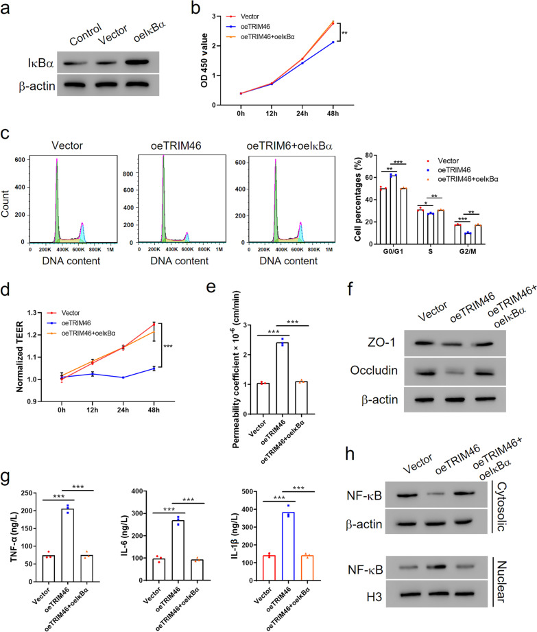 TRIM46 aggravated high glucose-induced hyper permeability and inflammatory response in human retinal capillary endothelial cells by promoting IκBα ubiquitination.