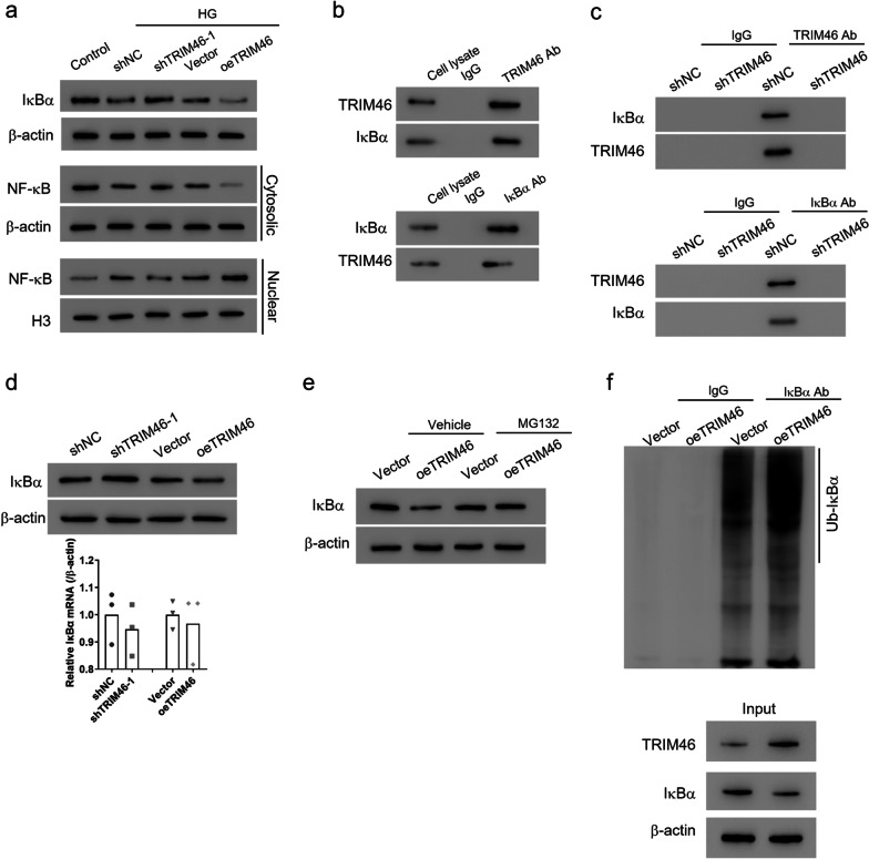 TRIM46 aggravated high glucose-induced hyper permeability and inflammatory response in human retinal capillary endothelial cells by promoting IκBα ubiquitination.