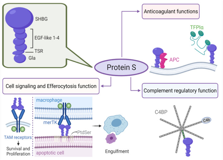 Dysregulation of Protein S in COVID-19