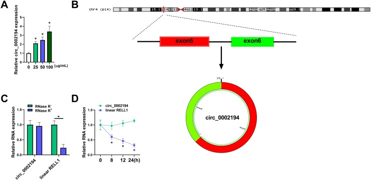 Knockdown of circ_0002194 protects against oxidized low-density lipoprotein-induced cell damage via the regulation of the miR-637/PACS2 axis in human vascular endothelial cells.