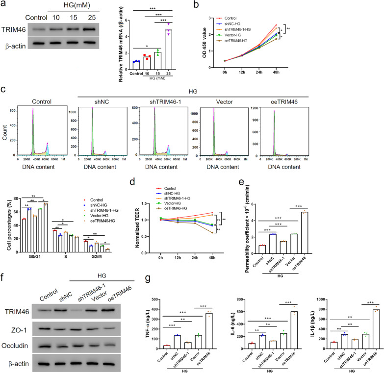 TRIM46 aggravated high glucose-induced hyper permeability and inflammatory response in human retinal capillary endothelial cells by promoting IκBα ubiquitination.