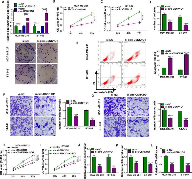Circ-CSNK1G1 promotes cell proliferation, migration, invasion and glycolysis metabolism during triple-negative breast cancer progression by modulating the miR-28-5p/LDHA pathway.