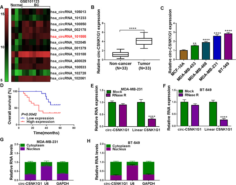 Circ-CSNK1G1 promotes cell proliferation, migration, invasion and glycolysis metabolism during triple-negative breast cancer progression by modulating the miR-28-5p/LDHA pathway.