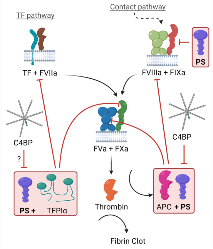 Dysregulation of Protein S in COVID-19