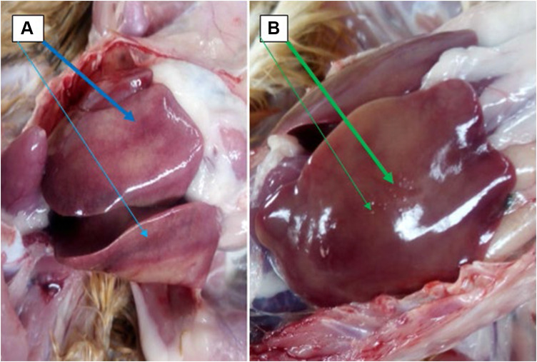 Isolation and Molecular Detection of Marek's Disease Virus from Outbreak Cases in Chicken in South Western Ethiopia.