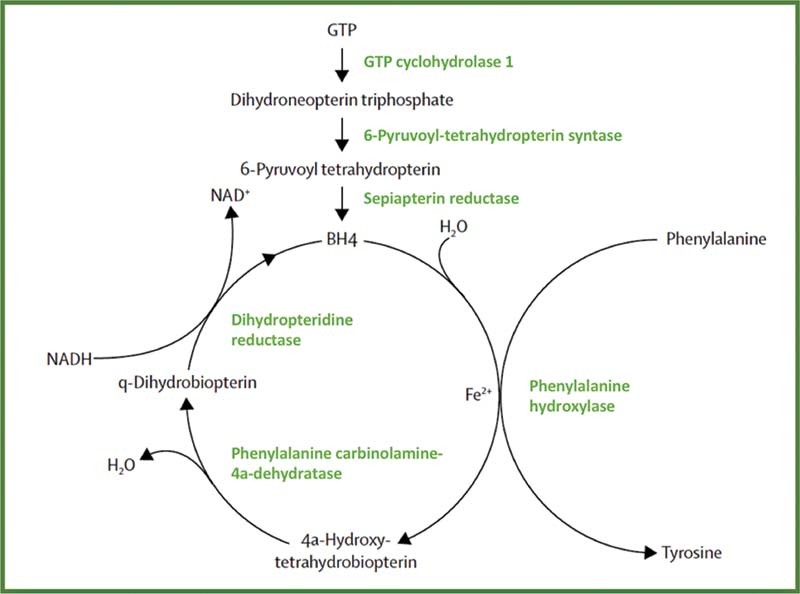 Dihydropyridine Reductase Deficiency: Acute Encephalopathy Related to Folinic Acid Treatment Interruption in a Girl.