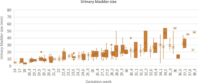 Normograms in Prenatal Life of Stomach and Urinary Bladder in the Second and Third Trimesters of Pregnancy.