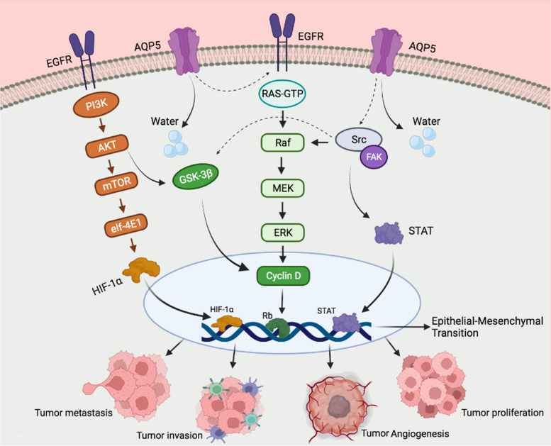 Mesenchymal stem cells- derived exosomes inhibit the expression of Aquaporin-5 and EGFR in HCT-116 human colorectal carcinoma cell line.