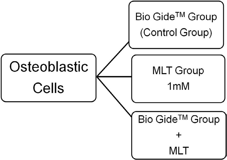 Influence of melatonin associated with the Bio-Gide® membrane on osteoblast activity: an in vitro Study.