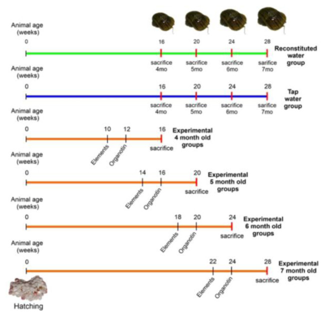 Evaluation of female masculinization in Pomacea canaliculata (Caenogastropoda, Ampullariidae) induced by tributyltin, heavy metals, and uranium in culture water.