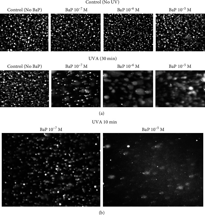 Development of a Reference Method and Materials for Quantitative Measurement of UV-Induced DNA Damage in Mammalian Cells: Comparison of Comet Assay and Cell Viability.